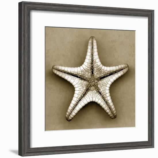 Sugar Starfish Bottom-John Kuss-Framed Photographic Print