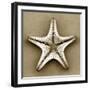 Sugar Starfish Bottom-John Kuss-Framed Photographic Print