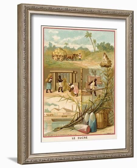 Sugar-null-Framed Giclee Print