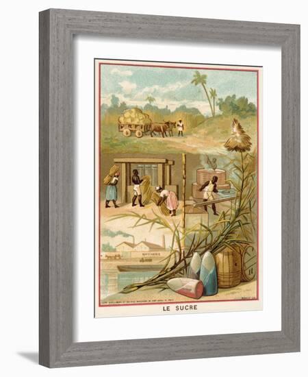 Sugar-null-Framed Giclee Print