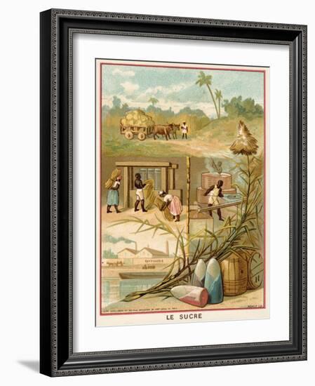 Sugar-null-Framed Giclee Print