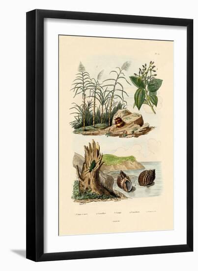 Sugarcane, 1833-39-null-Framed Giclee Print