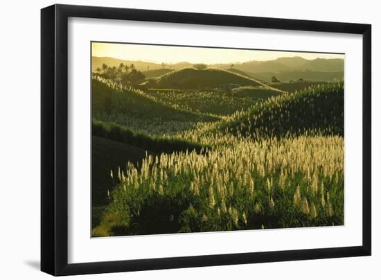 Sugarcane Field near Likuri Harbor, or Lomawai, Viti Levu Island, Fiji Islands., 1990S (Photo)-James L Stanfield-Framed Giclee Print