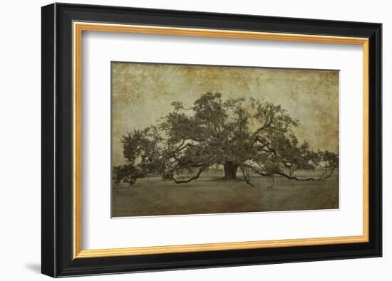 Sugarmill Oak, Louisiana-William Guion-Framed Giclee Print