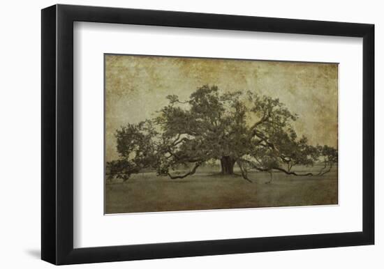 Sugarmill Oak, Louisiana-William Guion-Framed Giclee Print