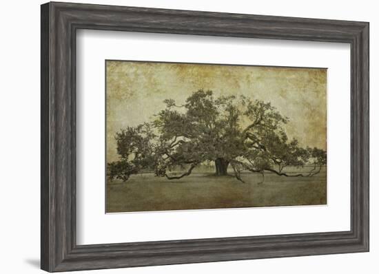 Sugarmill Oak, Louisiana-William Guion-Framed Art Print