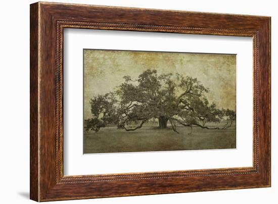 Sugarmill Oak, Louisiana-William Guion-Framed Art Print