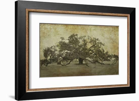 Sugarmill Oak, Louisiana-William Guion-Framed Art Print