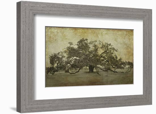 Sugarmill Oak, Louisiana-William Guion-Framed Art Print