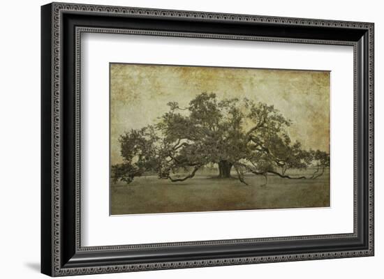 Sugarmill Oak, Louisiana-William Guion-Framed Art Print