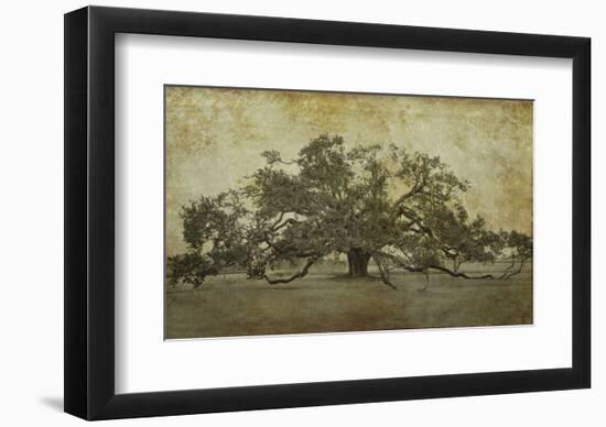 Sugarmill Oak, Louisiana-William Guion-Framed Art Print