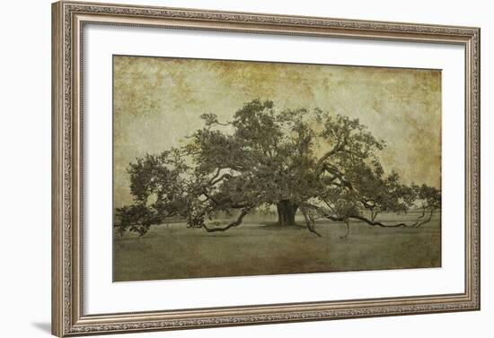 Sugarmill Oak, Louisiana-William Guion-Framed Art Print