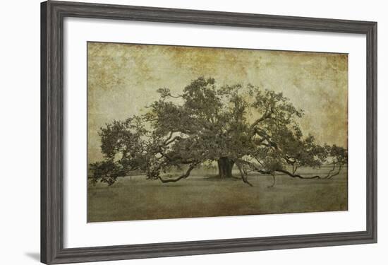 Sugarmill Oak, Louisiana-William Guion-Framed Art Print