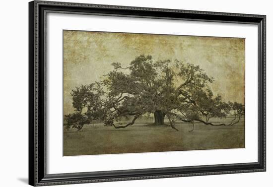 Sugarmill Oak, Louisiana-William Guion-Framed Art Print