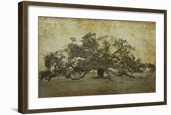 Sugarmill Oak, Louisiana-William Guion-Framed Art Print