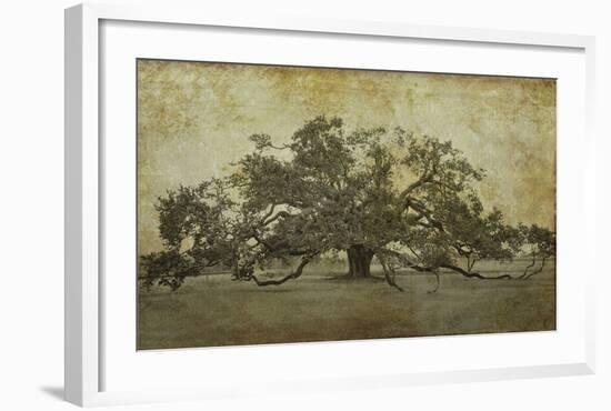 Sugarmill Oak, Louisiana-William Guion-Framed Art Print