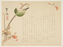 Japanese Nightingale Perched on a Branch-Suit?-Giclee Print