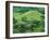 Suizenji Koen, Kumamoto, Japan-Rob Tilley-Framed Photographic Print