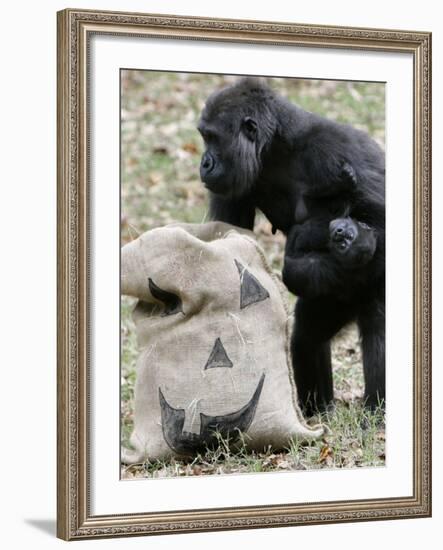 Sukari, an 8-Year-Old Mother Gorilla, Rummages Through a Trick or Treat Bag-John Amis-Framed Photographic Print