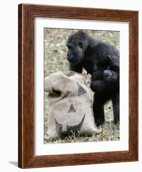 Sukari, an 8-Year-Old Mother Gorilla, Rummages Through a Trick or Treat Bag-John Amis-Framed Photographic Print