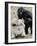 Sukari, an 8-Year-Old Mother Gorilla, Rummages Through a Trick or Treat Bag-John Amis-Framed Photographic Print