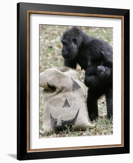 Sukari, an 8-Year-Old Mother Gorilla, Rummages Through a Trick or Treat Bag-John Amis-Framed Photographic Print