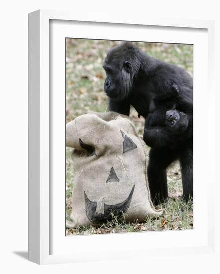 Sukari, an 8-Year-Old Mother Gorilla, Rummages Through a Trick or Treat Bag-John Amis-Framed Photographic Print