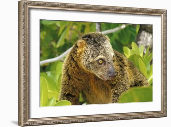 Sulawesi Bear Cuscus (Ailurops Ursinus) Sulawesi, Indonesia. Vulnerable Species-Roberto Rinaldi-Framed Photographic Print