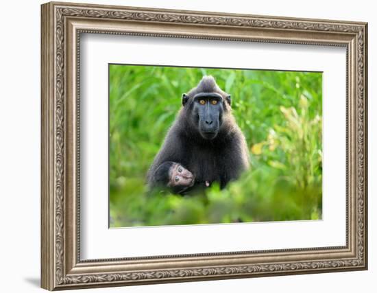 Sulawesi black macaque suckling infant, Indonesia-Nick Garbutt-Framed Photographic Print