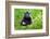 Sulawesi black macaque suckling infant, Indonesia-Nick Garbutt-Framed Photographic Print