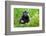 Sulawesi black macaque suckling infant, Indonesia-Nick Garbutt-Framed Photographic Print