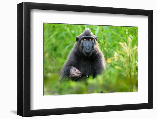 Sulawesi black macaque suckling infant, Indonesia-Nick Garbutt-Framed Photographic Print