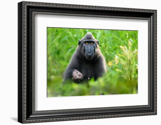 Sulawesi black macaque suckling infant, Indonesia-Nick Garbutt-Framed Photographic Print