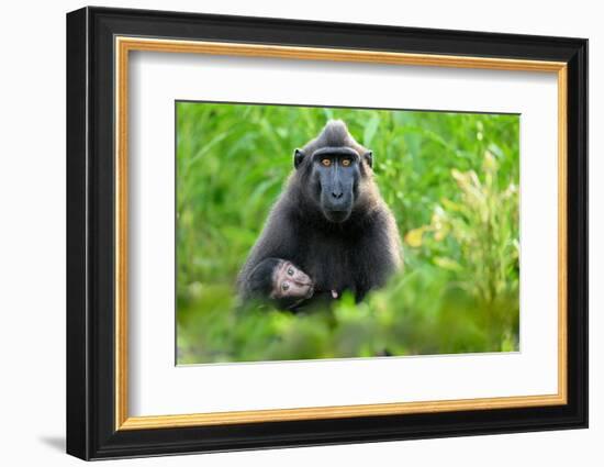 Sulawesi black macaque suckling infant, Indonesia-Nick Garbutt-Framed Photographic Print