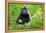 Sulawesi black macaque suckling infant, Indonesia-Nick Garbutt-Framed Premier Image Canvas