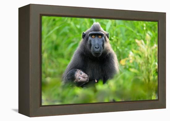 Sulawesi black macaque suckling infant, Indonesia-Nick Garbutt-Framed Premier Image Canvas