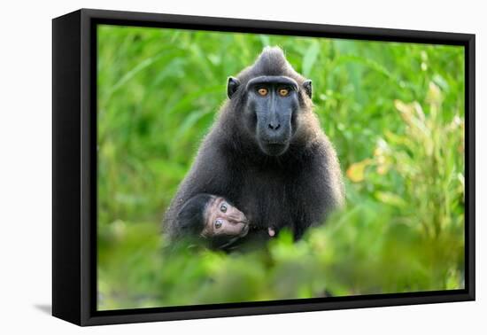 Sulawesi black macaque suckling infant, Indonesia-Nick Garbutt-Framed Premier Image Canvas