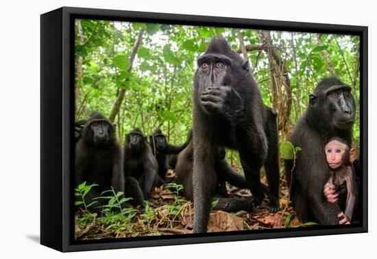 Sulawesi black macaque troop in forest, Indonesia-Nick Garbutt-Framed Premier Image Canvas