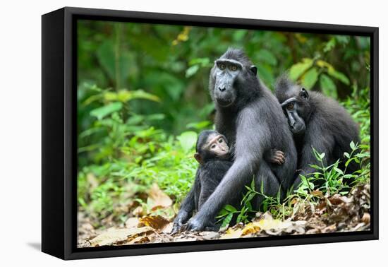 Sulawesi black macaques huddling together, Indonesia-Nick Garbutt-Framed Premier Image Canvas