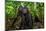 Sulawesi black macaques in woodland, Indonesia-Nick Garbutt-Mounted Photographic Print