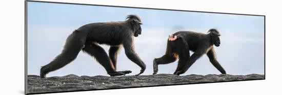 Sulawesi black macaques walking along black sand beach-Nick Garbutt-Mounted Photographic Print