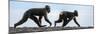 Sulawesi black macaques walking along black sand beach-Nick Garbutt-Mounted Photographic Print