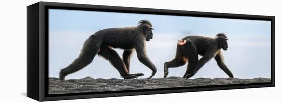 Sulawesi black macaques walking along black sand beach-Nick Garbutt-Framed Premier Image Canvas