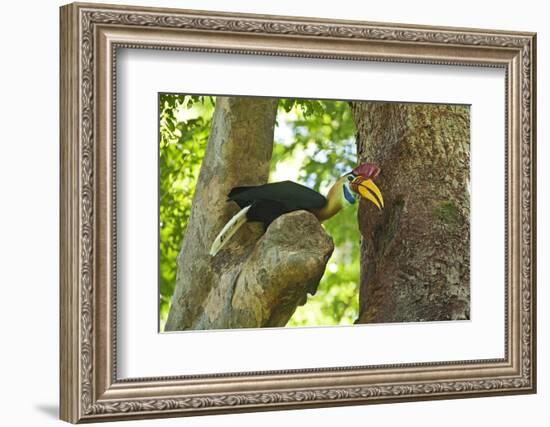 Sulawesi Knobbed Hornbill Male Adult at Nest Hole About to Pass Fig to Female Inside, Indonesia-David Slater-Framed Photographic Print