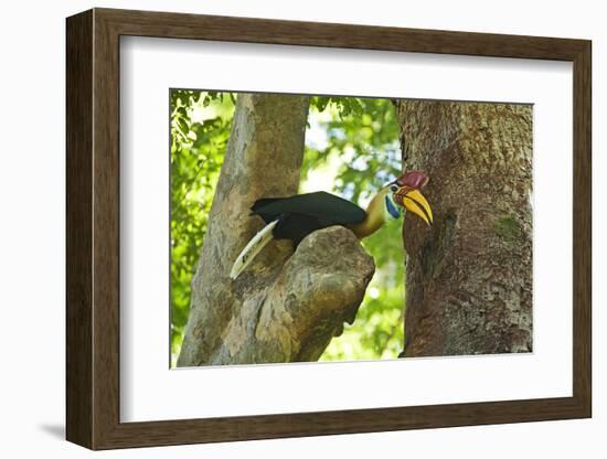 Sulawesi Knobbed Hornbill Male Adult at Nest Hole About to Pass Fig to Female Inside, Indonesia-David Slater-Framed Photographic Print