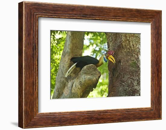 Sulawesi Knobbed Hornbill Male Adult at Nest Hole About to Pass Fig to Female Inside, Indonesia-David Slater-Framed Photographic Print