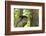 Sulawesi Knobbed Hornbill Male Adult at Nest Hole About to Pass Fig to Female Inside, Indonesia-David Slater-Framed Photographic Print
