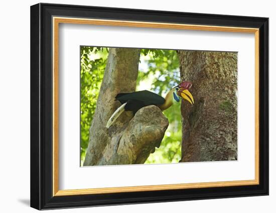 Sulawesi Knobbed Hornbill Male Adult at Nest Hole About to Pass Fig to Female Inside, Indonesia-David Slater-Framed Photographic Print