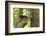 Sulawesi Knobbed Hornbill Male Adult at Nest Hole About to Pass Fig to Female Inside, Indonesia-David Slater-Framed Photographic Print