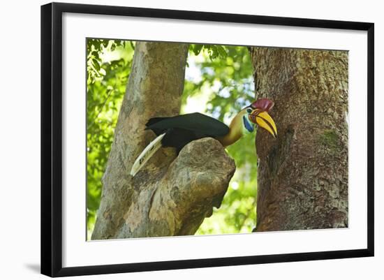 Sulawesi Knobbed Hornbill Male Adult at Nest Hole About to Pass Fig to Female Inside, Indonesia-David Slater-Framed Photographic Print